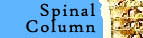 Spinal

Column
