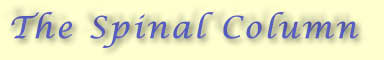 The Spinal Column